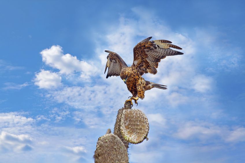 Hawk-on-a-cactus